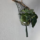 Dark nylon macrame plant hanger on driftwood with glass bowl, decorative greenery, and tassel.
