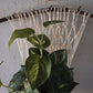 Handcrafted Macrame Nylon Plant Hanger with Driftwood & Decorative Greenery