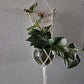 Handcrafted Macrame Cotton Plant Hanger with Driftwood & Decorative Greenery